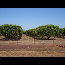 Eine der großen Mangoplantagen